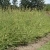 Flamingo Willow #2 - Image 2